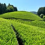 Champ de thé matcha au Japon avec des rangées de plantations verdoyantes