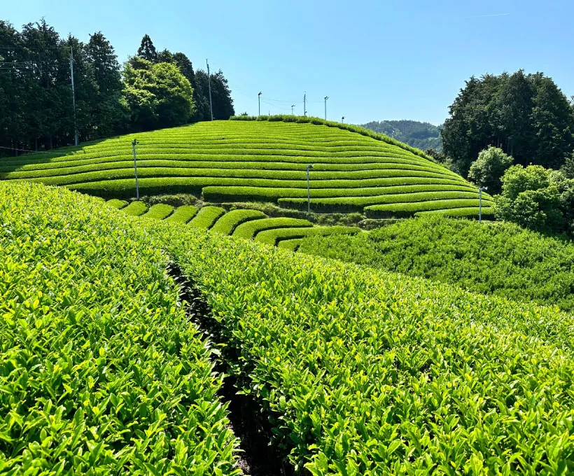 Champ de thé matcha au Japon avec des rangées de plantations verdoyantes