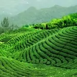 Vue panoramique d’un champ de thé vert en Chine, cultivé en terrasses