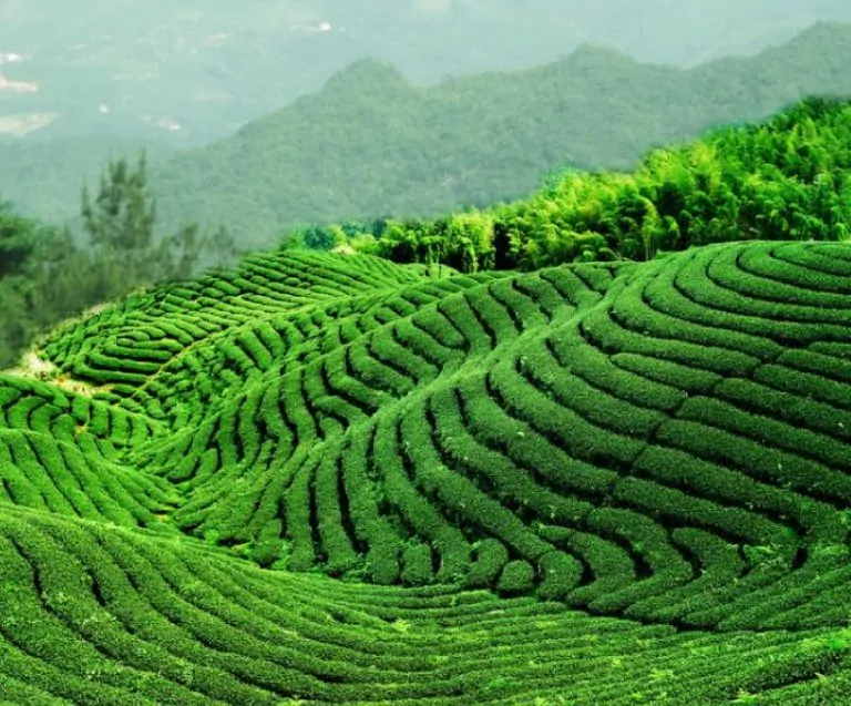 Vue panoramique d’un champ de thé vert en Chine, cultivé en terrasses