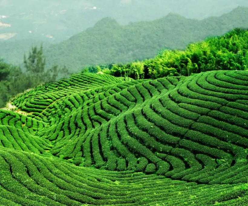 Vue panoramique d’un champ de thé vert en Chine, cultivé en terrasses